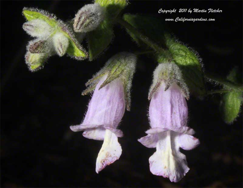 Lepechinia fragrans El Tigre, Island Pitcher Sage or Fragrant Pitcher Sage