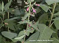 Lepechinia hastata, Mexican Pitcher Sage