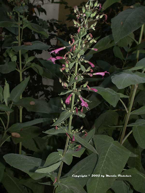 Lepechinia hastata, Mexican Pitcher Sage