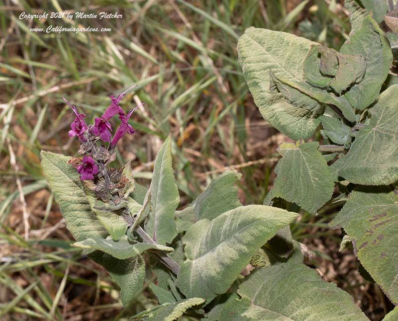 Lepechinia salviae, Chilean Pitcher Sage