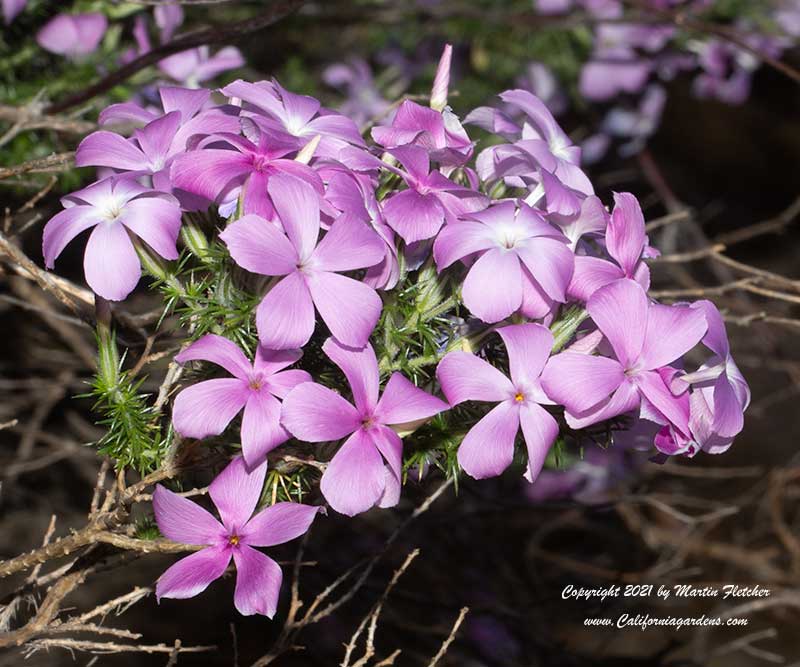 Leptodactylon californicum, Prickly Phlox