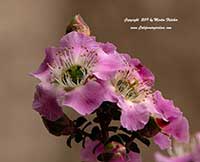 Leptospermum rotundifolium, Round Leaf Tea Tree