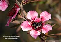 Leptospermum scoparium Helene Strybing, Helene Strybing New Zealand Tea Tree