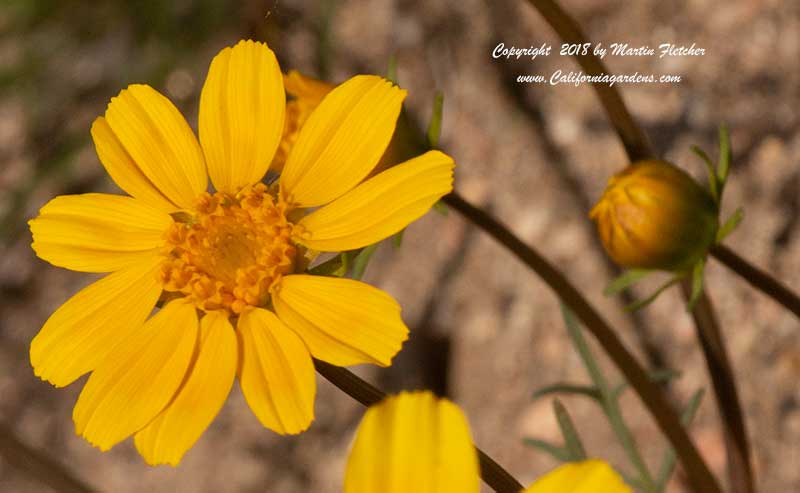 Leptosyne bigelovii, Coreopsis bigelovii, Bigelow Coreopsis, Desert Coreopsis