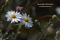 Lessingia filaginafolia, California Aster