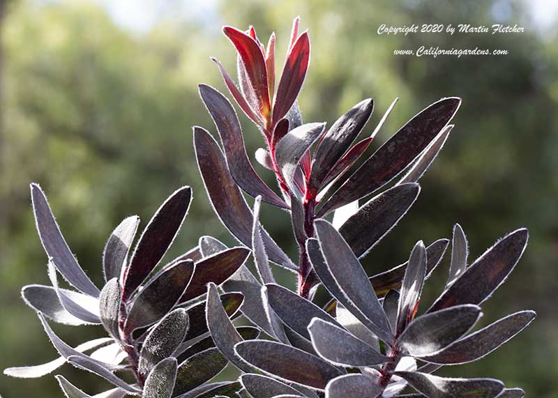 Leucadendron Ebony, Ebony Cone Bush