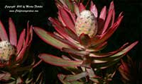 Leucadendron Jester, Sunshine Cone Bush