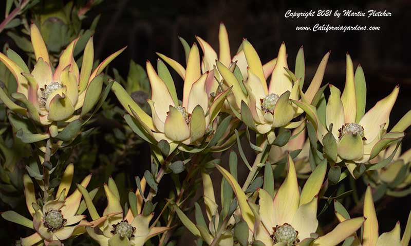 Leucadendron Safari Goldstrike, Yellow Conebush