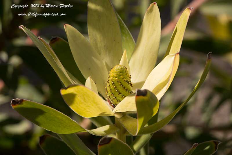 Leucadendron Safari Goldstrike, Yellow Conebush