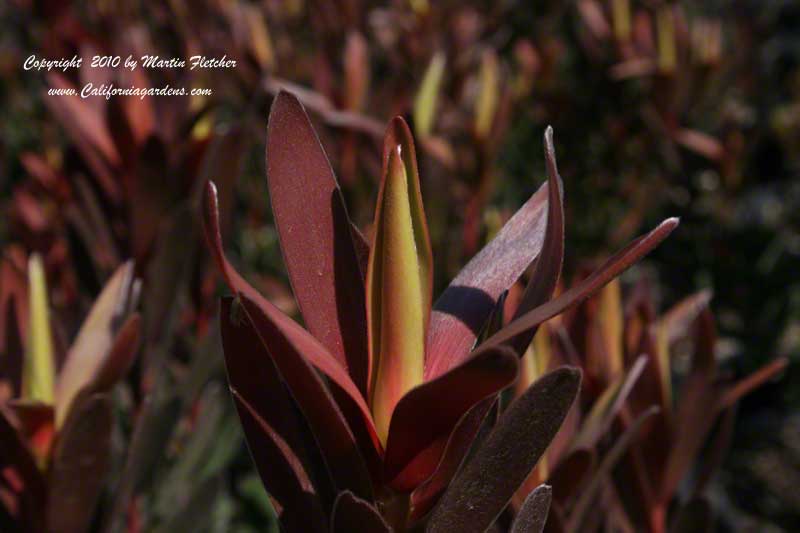 Leucadendron Safari Sunset, Safari Sunset Cone Bush