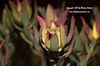Leucadendron Silvan Red, Silvan Red Cone Bush
