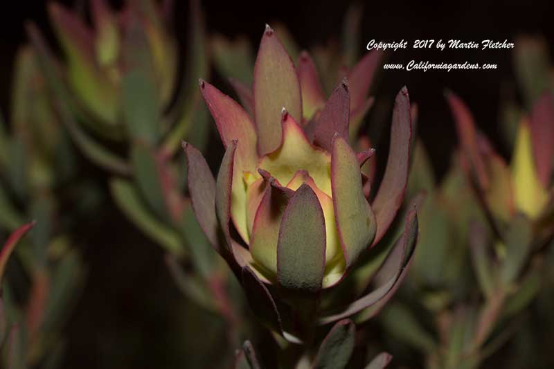 Leucadendron Silvan Red