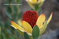 Leucadendron discolor, Flame Tips