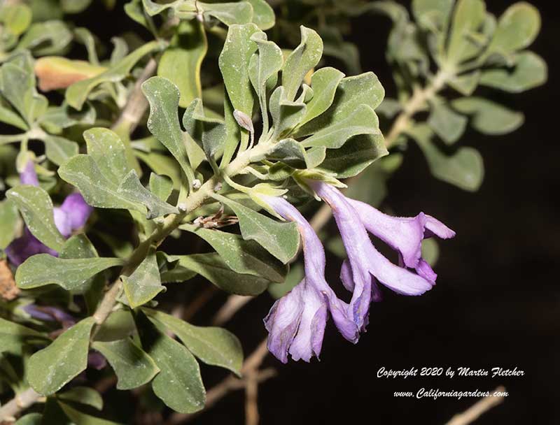 Leucophyllum Green Cloud, Green Cloud Texas Ranger