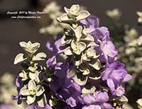 Leucophyllum candidum, Violet Silver Leaf Sage