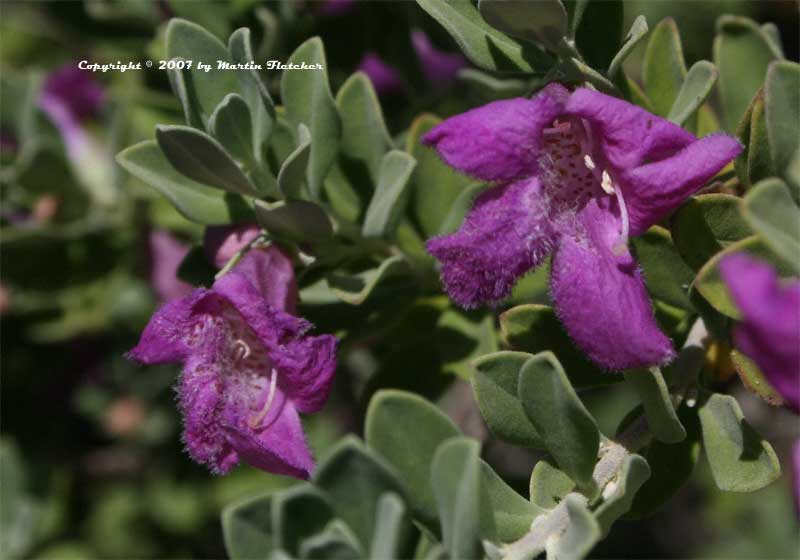 Leucophyllum frutescens, Texas Ranger