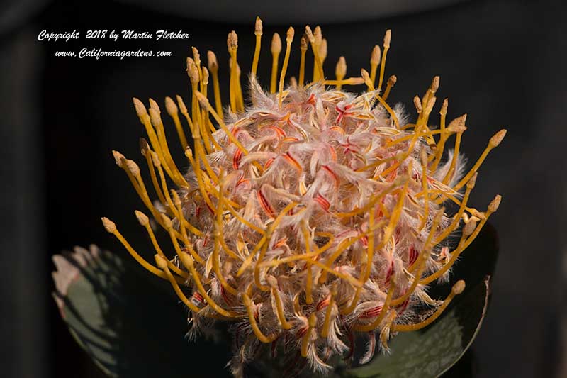 Leucospermum Veldfire