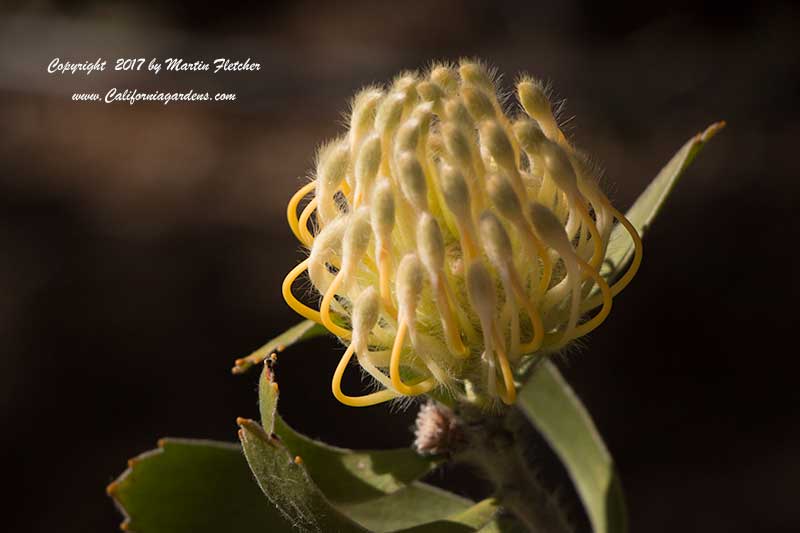 Leucospermum cordifolium Yellow Bird, Nodding Pincushion