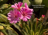 Lewisia cotyledon Elise, Siskiyou Lewisia