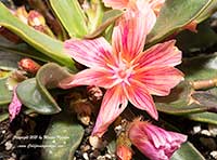 Lewisia cotyledon Little Plum, Little Plum Bitterroot