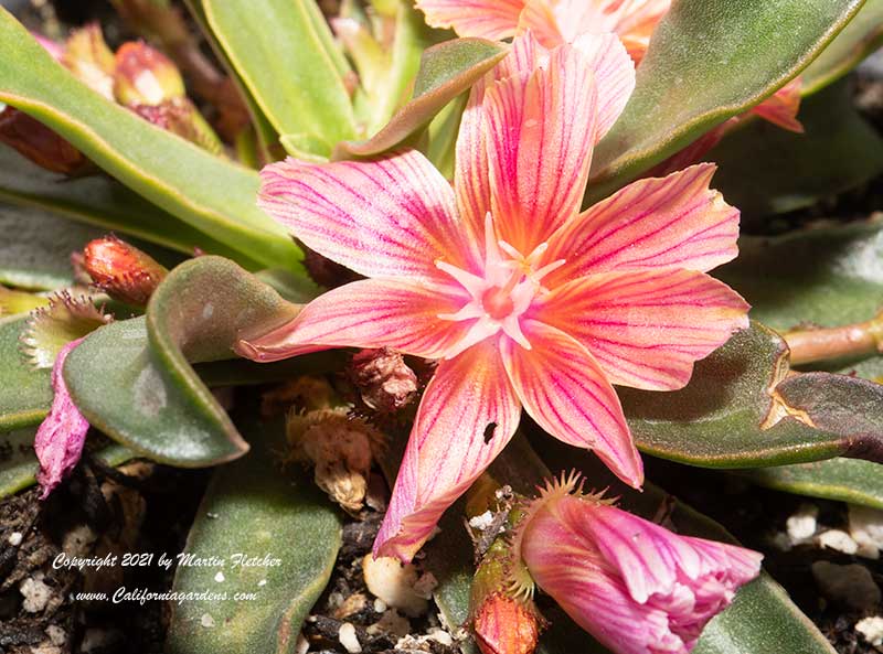 Lewisia cotyledon Little Plum, Little Plum Lewisia