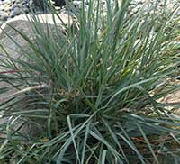 Elymus condensatus Canyon Prince, Canyon Prince Giant Rye