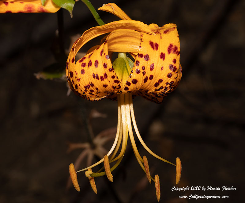 Lilium humboldtii, Humboldt's Lily