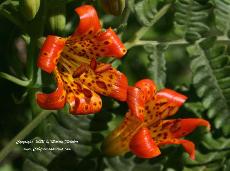 Lilium parvum, Sierra Tiger Lily