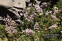 Limonium minutum, Dwarf Statice