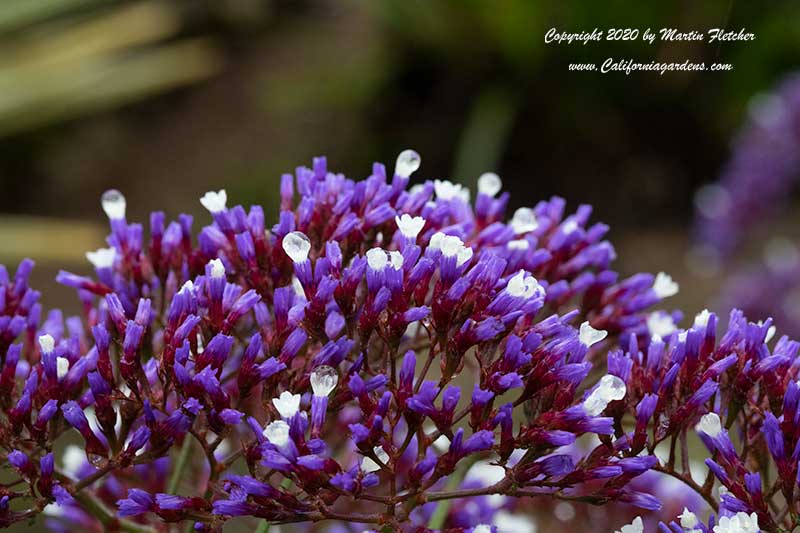 Limonium perezii, Statice, Sea Lavender