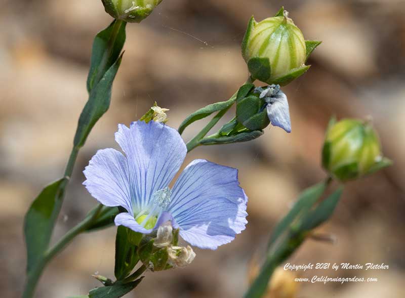 Linum lewisii, Western Flax