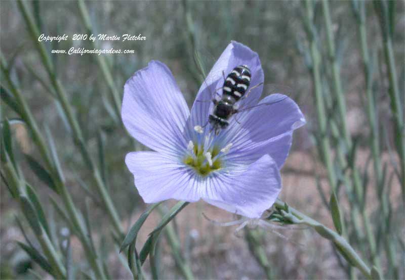 Linum lewisii, Western Flax