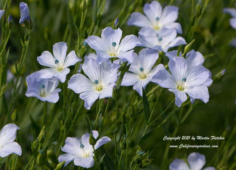 Linseed / Flax (Linum usitatissimum), The Beautiful