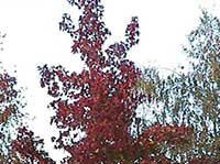Liquidamber styraciflua Burgundy, Burgundy American Gum