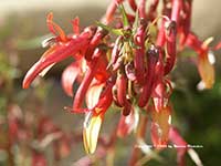Lobelia laxiflora, Mexican Lobelia
