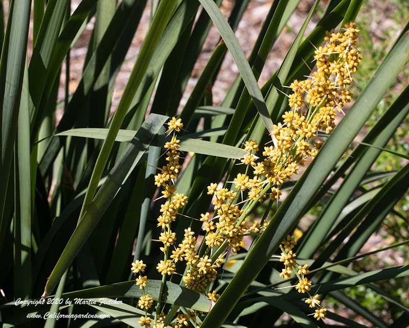 Lomandra longifolia, Spiny Headed Mat Rush