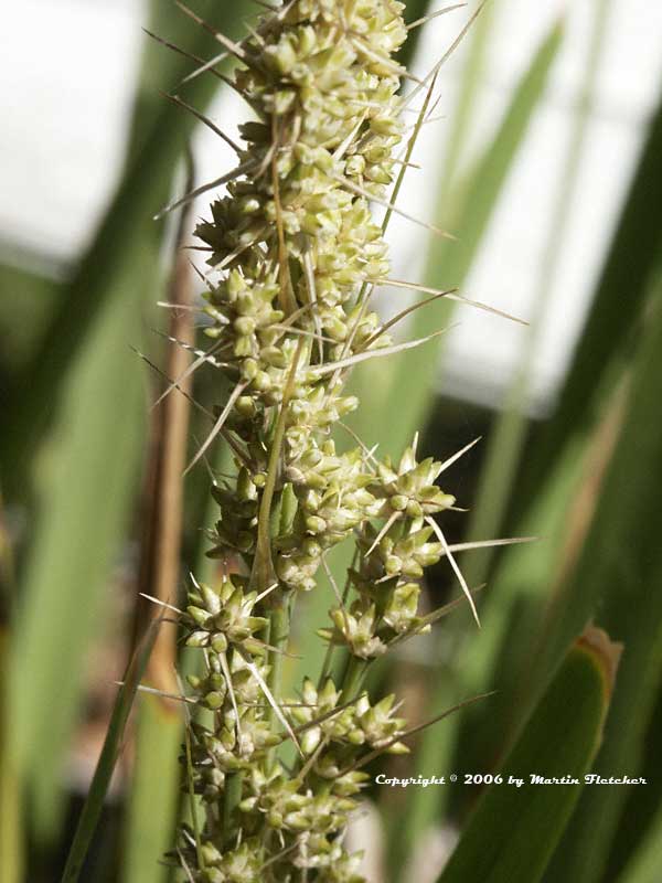 Lomandra longifolia, Spiny Headed Mat Rush