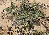 Lomatium dasycarpum, Woolly Fruited Lomatium