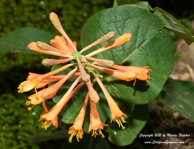 Lonicera ciliosa, Orange Honeysuckle, Western Trumpet Honeysuckle