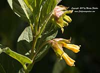 Lonicera involucrata, Twinberry