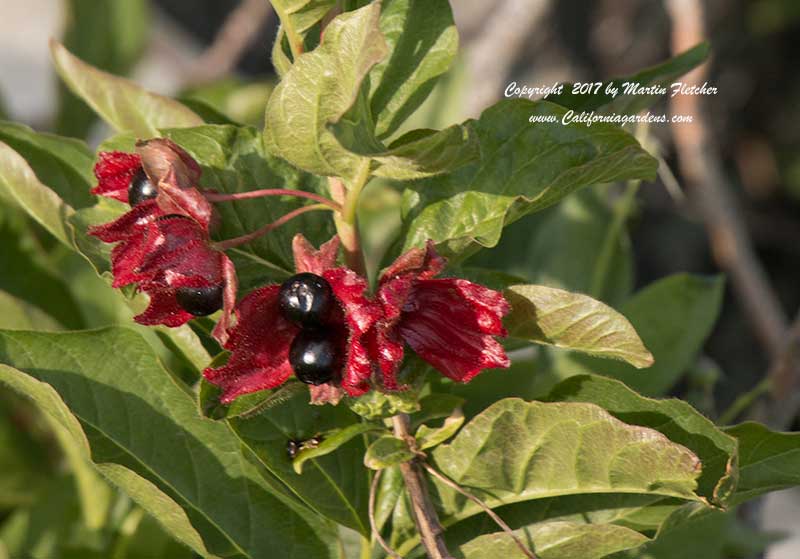 Lonicera involucrata fruit, Twinberry