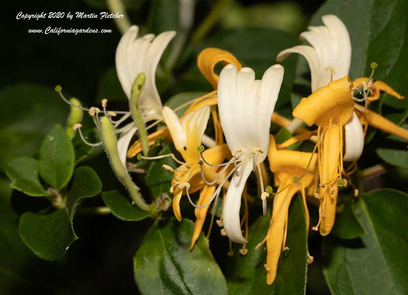 Lonicera japonica, Japanese Honeysuckle