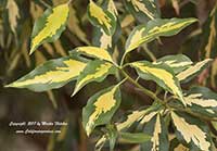 Lophostemon confertus variegata, Variegated Brisbane Box, Variegated Brush Box