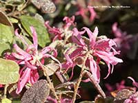 Loropetalum Blush, Blush Witch Hazel