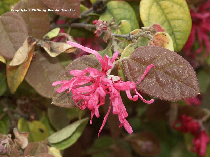 Loropetalum chinense rubrum Burgundy, Burgundy Chinese Fringe Flower