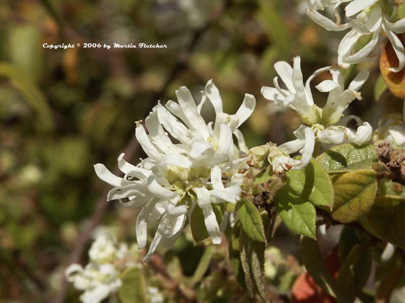 Loropetalum chinense, Fringe Flower