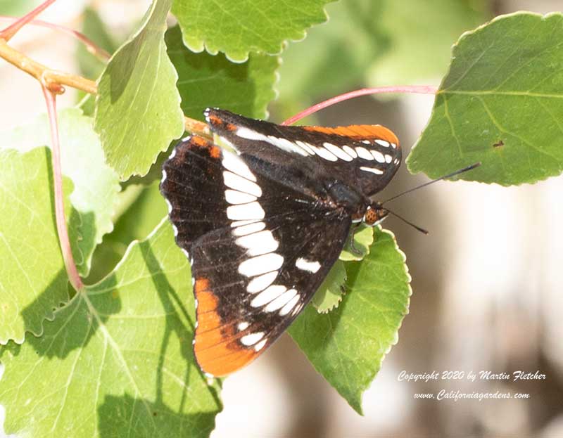 Lorquin's Admiral Butterfly, Basilarchia lorquini