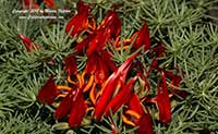 Lotus maculatus, Parrot's Beak