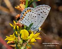 Lotus scoparius, Deerweed