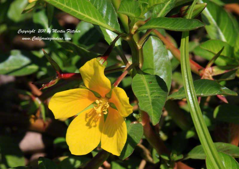 Ludwigia peploides, Water Primrose